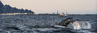 BB 14 0304 / Megaptera novaeangliae / Knølhval